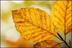 Que sont ces feuilles, revêtues des couleurs de l'automne ?
