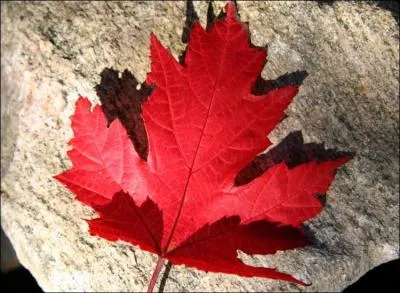 A quel arbre appartient celle feuille aux tons pourpres ?