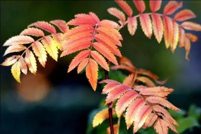 Que sont ces feuilles qui nous ravissent par leur éclat chatoyant ?
