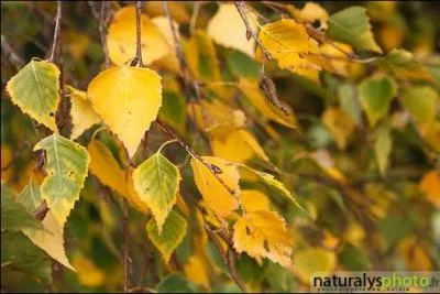 A quel arbre sont ces feuilles aux teintes ocres ?