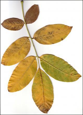 Reconnaissez-vous ces feuilles dont le coloris varie du vert au jaune ?