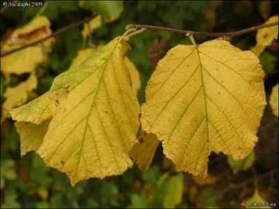 Celles-ci prennent aussi les couleurs de l'automne, à quel arbre appartiennent-elles ?