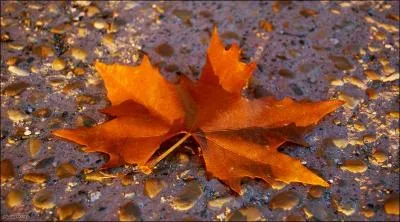 De quel arbre cette feuille aux couleurs chaudes, est-elle tombée ?