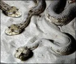 Dans laquelle de ces régions désertiques d'Afrique ne vit pas la vipère à cornes ?