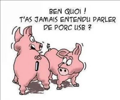 L'orgasme du porc dure trente minutes !