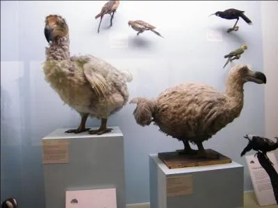 Le dodo de l'île Maurice, exterminé par les colons européens, taille moyenne un mètre pour environ dix kg, était de la même famille que le pigeon !
