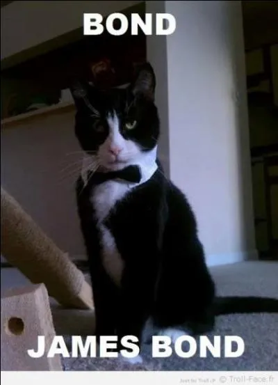 Tout comme le chien, le chat adore le sucre !