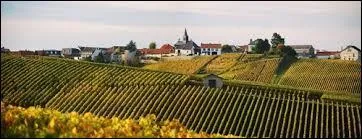 Je vous emmène à la découverte de Cramant. Situé au cur de la Côte des Blancs, c'est un village viticole champardennais situé dans le département ...