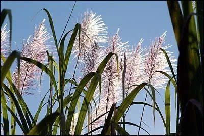 Jusqu'à quelle hauteur la canne à sucre peut-elle grandir ?