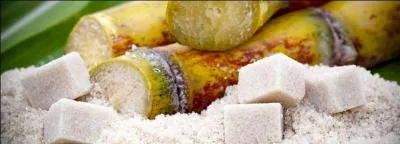 Sous quelle forme le sucre se présente-t-il dans la canne ?