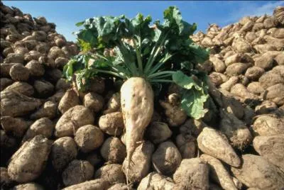 La ______ conserve le sucre de la même façon que la canne.