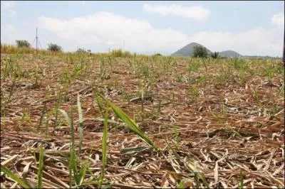 Une fois coupée, la canne à sucre repousse toute seule.