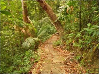 Dans quelle émission de télévision les candidats sont-ils susceptibles de trouver et manger de la canne à sucre ?