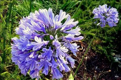 Quelle est cette fleur ?