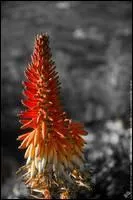 Quelle est cette fleur ?