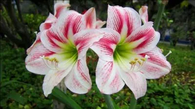 Quelle est cette fleur ?