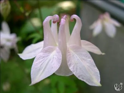 Quelle est cette fleur ?