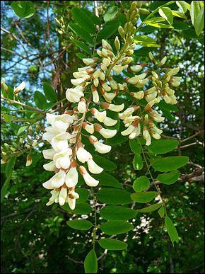 Quiz Fleurs