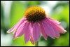 Quiz Fleurs
