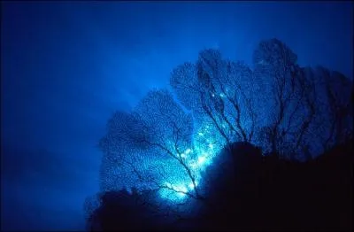 Est-ce que les deux hypothèses ci-dessus ont pu coexister ?