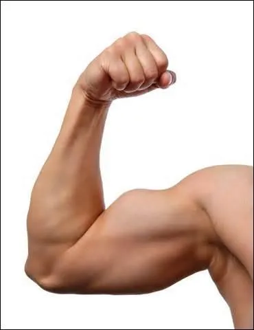 Parmi les muscles suivants, lequel ne se trouve pas dans le bras ?