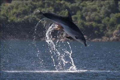 Mon autre petit nom est "poulpe". Qui suis-je ?