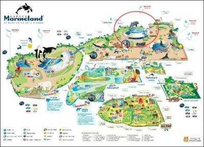 Je suis un animal très joueur, Flipper est mon égérie et je fais des spectacles à Marineland. Qui suis-je ?