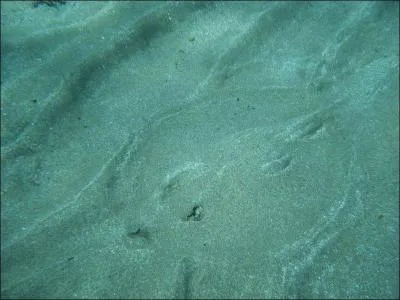 Je peux être celle des fesses, des cheveux ou un animal. Qui suis-je ?