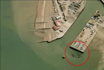 Je possède des pinces et je me cache souvent dans les rochers ou le sable. Qui suis-je ?