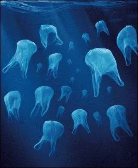 Je suis un reptile marin qui possède une carapace. Qui suis-je ?