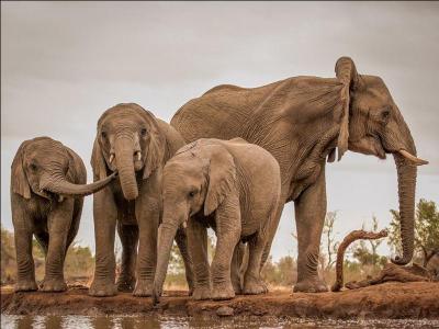 Dans les années 80, les scientifiques se sont aperçu que les éléphants étaient capables de communiquer entre eux, jusqu'à 10 km de distance ...
