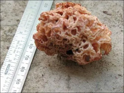 Cette éponge vient d'être découverte récemment à Bornéo, on lui a donné le nom de ...