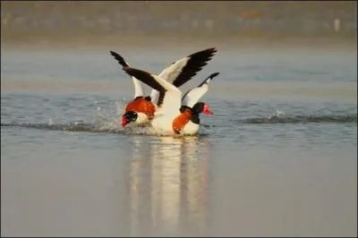 Comment appelle-ton une altercation entre deux canards ?
