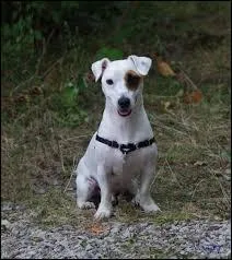 Quelle expression convient pour qualifier l'il gauche du chien sur l'image ?