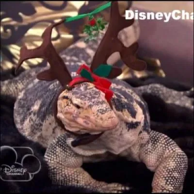 Quel est l'animal de Ravi ?