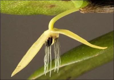 Bulbophyllum nocturnum est une orchidée, elle est la seule orchidée au monde ...
