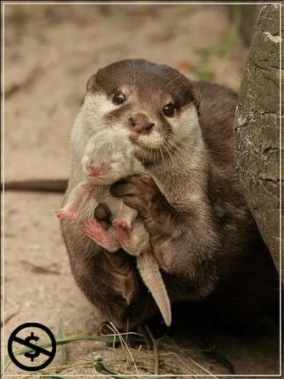 Terminez cette rime de chanson d'Yves Duteil : Prendre un enfant dans ses bras ...
