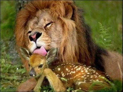 Trouvez la bonne phrase !