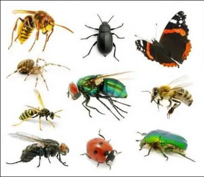 Quel insecte est surnommé "bête à bon Dieu" ?