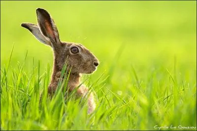 Quelle est la femelle du lièvre ?