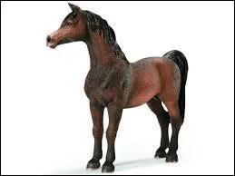 J'adore ce cheval mais malheureusement je ne sais pas de quelle race il est.