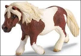 Quelle est la race de ce poney ?