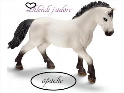 Quelle est la race de cet autre poney ?