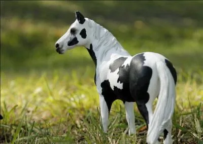 De quelle race est cet équidé ?