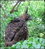 Quel est cet animal ?