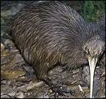 Quel est cet animal ?