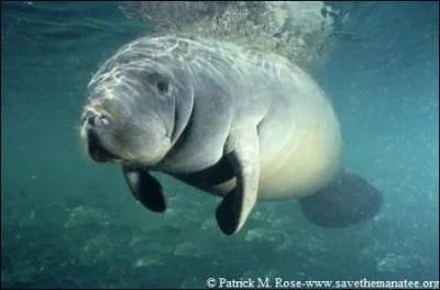 Quel mammifère marin est un cousin de l'éléphant ?