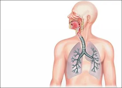 Quel est le diminutif de " bronche " ?