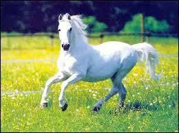 Quand l'antérieur droit prend de l'avance par rapport à l'antérieur gauche, on dit que le cheval galope à...