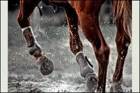 Quelle est la partie du cheval qui n'est pas sur ces membres ?